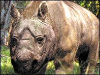 El Diprotodon tenía el tamaño de un hipopótamo. (Foto:
BBC)