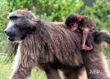 Los babuinos distinguen conceptos como "igual" y "distinto"
